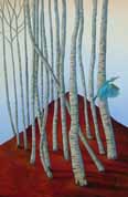 Sacred Kingfisher