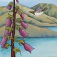 Foxglove