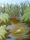 Frog's Summer Afternoon
