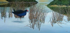 Pukeko at Barry's Bay