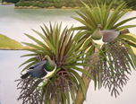 Two Kereru - Upper Harbour