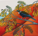 Abundant Kowhai