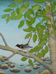 Hihi (Stitchbirds)