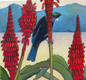 Red Aloes