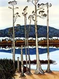 Kahikatea Tui
